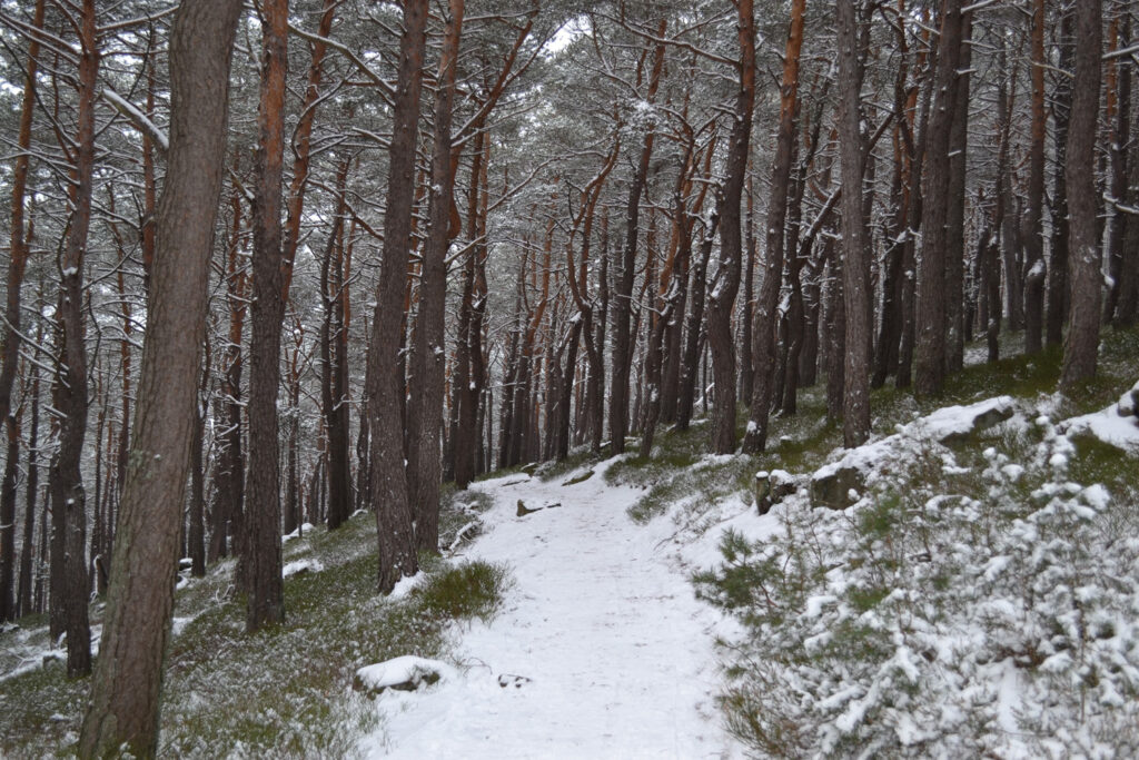 Pfälzerwald im Winter ideal zum Winterwandern